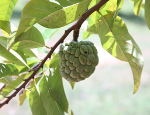buah sirsak dan daun sirsak untuk pengobatan kanker